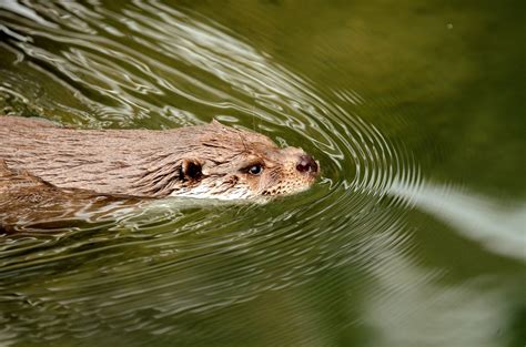 New Study Pfas Found In 100 Of Otters Tested In England And Wales