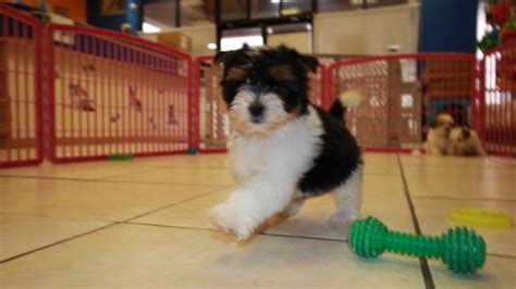 Gorgeous Little Morkie Puppies For Sale Georgia Local Breeders Near
