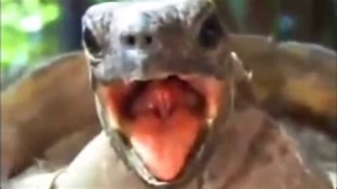 The Hills Turtle Moan Meme Youtube