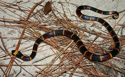 Toxicology Section Coral Snake Envenomations Just Keep Breathing