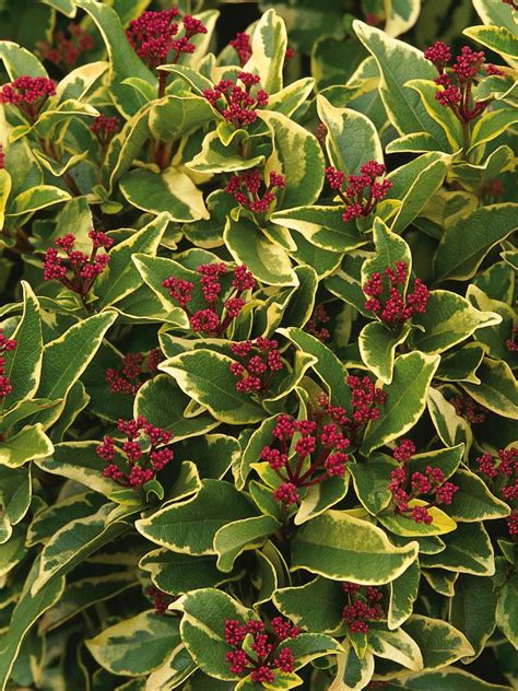 6 Evergreen Trees And Shrubs For Winter