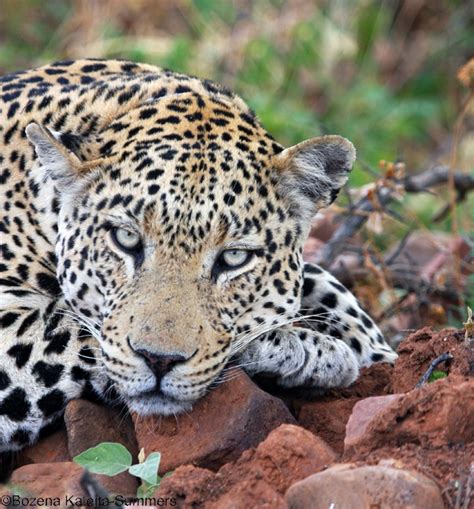In this video you will see lion hunting,tiger hunting,cheetah hunting, jaguar hunting,leopard hunting. The Big Cats of Africa | ScotNature