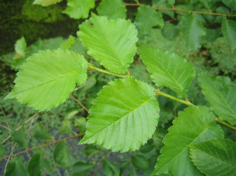 Orme lisse (Ulmus laevis) | Limbe foliaire généralement ...