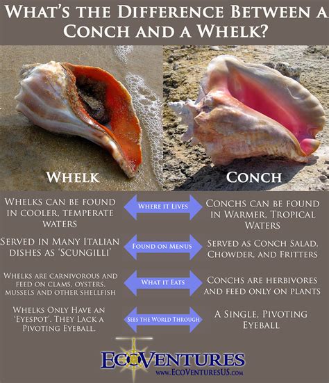 Ecoventures Whats The Difference Between A Conch And A Whelk