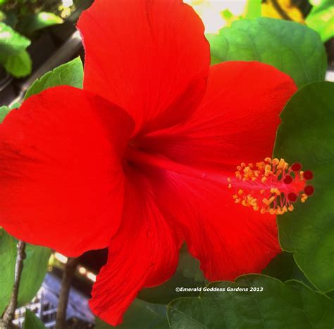 Arizona Tropical Exotic Hibiscus Live Plant Large Single Scarlet True
