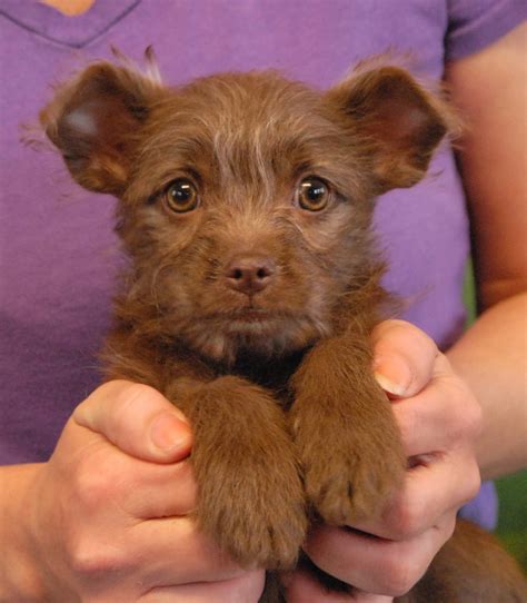 The Beloved Baby Puppies Debut For Adoption Today