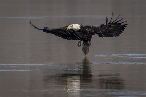 How To Get Spectacular Bald Eagle Photographs At Conowingo Dam