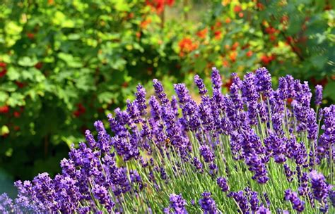 How To Grow Lavender From Seeds Blitz