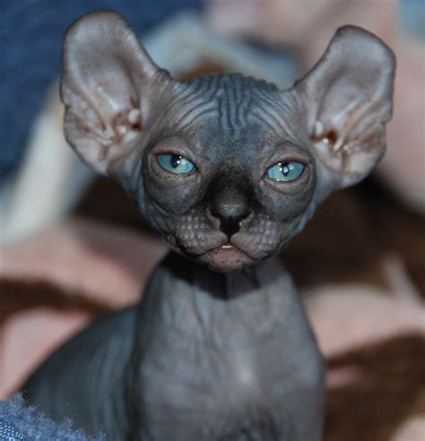 Here, their first priorities are the happiness, the health and the quality of each kitten. Sphynx : Biological Science Picture Directory - Pulpbits.net