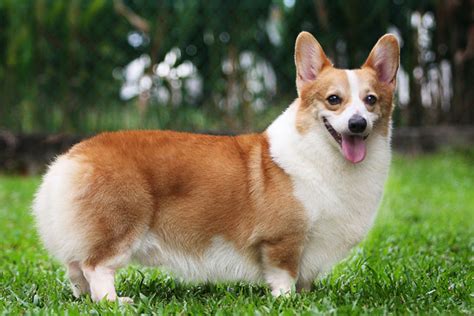 Corgis Dog Breeds In The Corgis Group