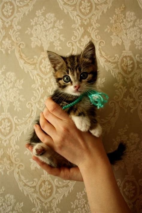 15 Really Cute Kittens 4 Kitty Bloger