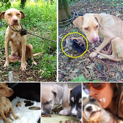 "Her Unwavering Love: Mama Dog Endures Tied-Up Ordeal to Save Puppies