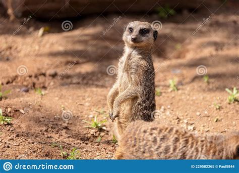 A Meerkat Acts As A Sentry And Looks Directly At The Camera Stock Image