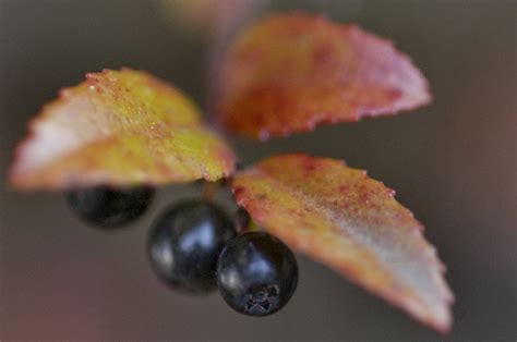 Daily Home And Garden Tip Native Evergreen Huckleberry Offers Year Round