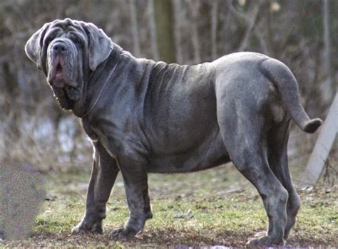 10 Most Funny Looking Dog Breeds
