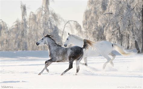 Winter Horse Wallpaper Desktop Wallpapersafari