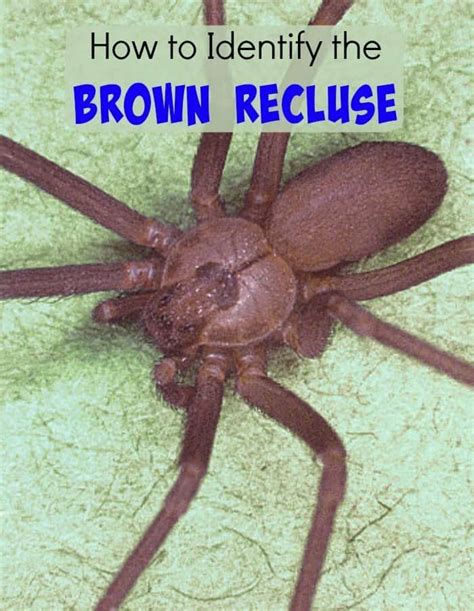 Brown Recluse Spider Identification