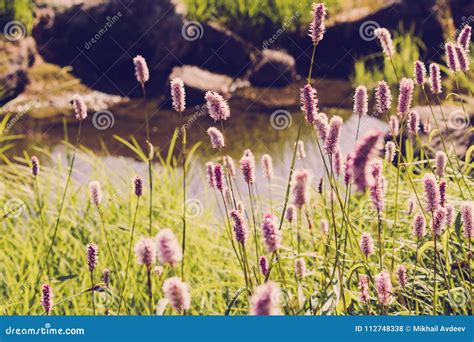 Beautiful Purple Flowers In A Mountain Area Stock Photo Image Of