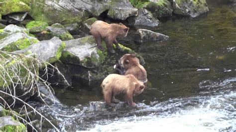 Mama Bear Feeding Cubs Youtube
