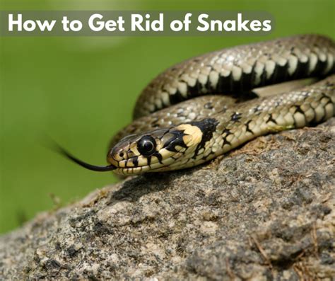 We provide best raccoons control service. How to get Rid of Snakes | Critter Control Sarasota
