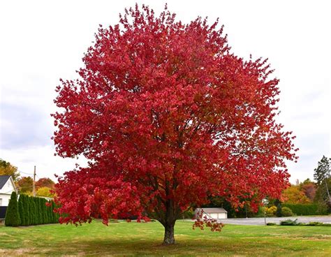 Trees Planet Acer Rubrum Red Maple