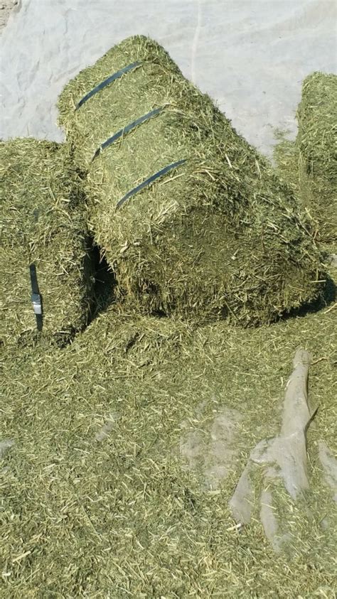 Haf Alfalfa Hay Bales Pack Size 28 X 26 X 24 Inch At Best Price In