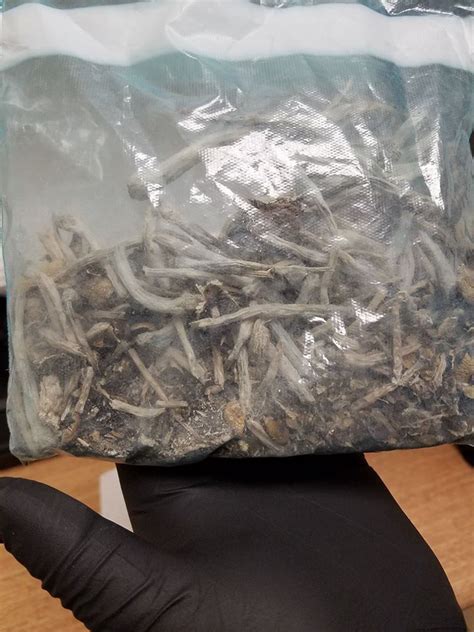 Police Seize Psychedelic Mushrooms During Drug Bust