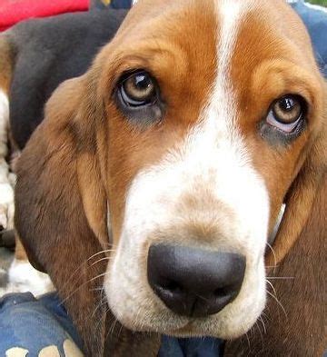 He is an average sized dog known for being social, playful, loyal and quite intelligent. Basset Hound Beagle | Puppy and Dog Mix