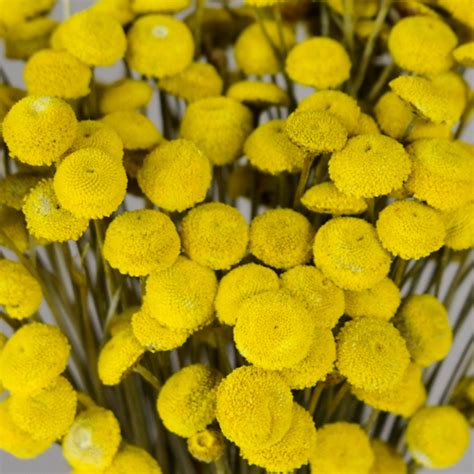 Rose breeders dedicated to creating the finest wedding and event roses, distinguished by their beautiful flower forms and fragrance. Yellow Dried Floral Buttons | FiftyFlowers.com
