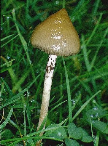 Buy liberty caps mushroom online. The Magic Mushroom and Atlantis: The Phrygian Liberty Cap ...