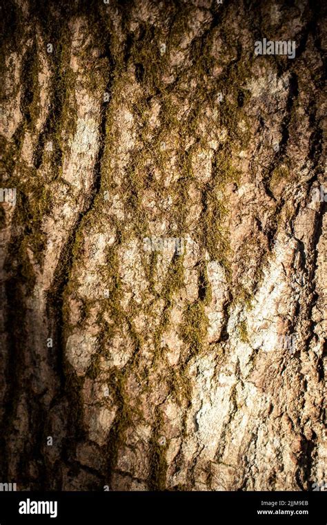 Tree Bark Close Up Bark Background Mossy Tree Stock Photo Alamy