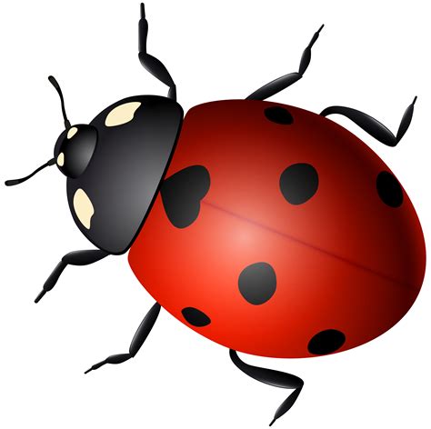 Lad Bug Pnglad Bug Png ~ Imagens Para Colorir Imprimíveis