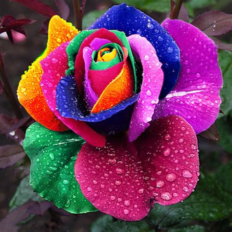 15 Beautiful Multi Color Roses You May Never See Before