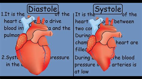 Diastole Vs Systole Human Heart Youtube