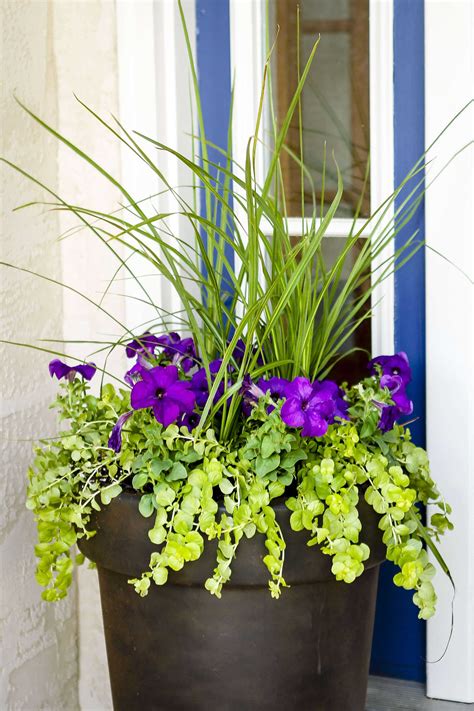 Amazing Front Door Container Gardening Ideas And Styling Tips