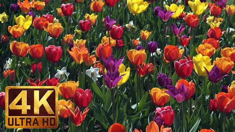 4k Flower Relax Video With Bird Signing From Skagit Valley Tulip