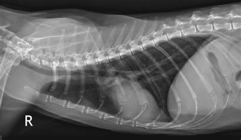 Small Animal Radiographs Animal Imaging In Irving Tx