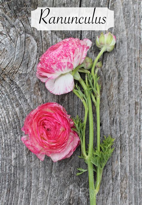 So take your chance and pick a unique many parents want to name their daughter something beautiful, as to represent the child's beauty and grace with magnolia flowers are soft, pink, and are used to represent dignity and nobility. Hot Pink Variegated Ranunculus (With images) | Flower ...