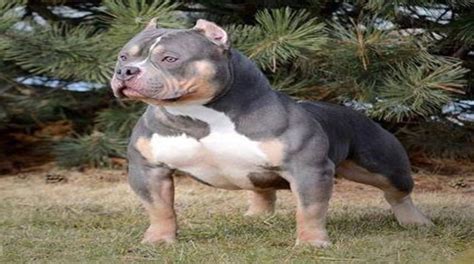 Maybe you would like to learn more about one of these? Pocket Pitbull - Miniature Pitbulls - Mini Pit Bulls - Pit Bull Care