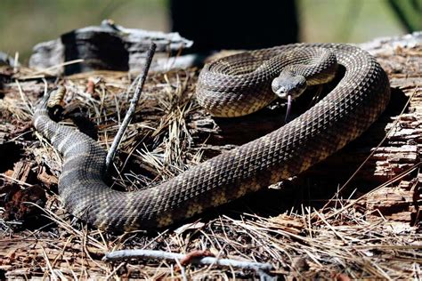 Its Rattlesnake Season In California Heres What You Need To Know