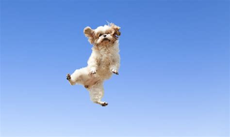 Packed with nutrients to promote endurance and peak performance, this food is fit for the most active canines. 22 Dogs Jumping For Joy! - DogTime