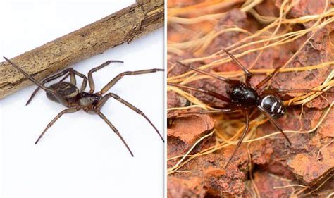 False Black Widow Spider Australia Black Widow Spider Bite The