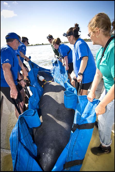 Seaworld Rescue Team Uses Rescue Boat To Return Two Rehabilitated