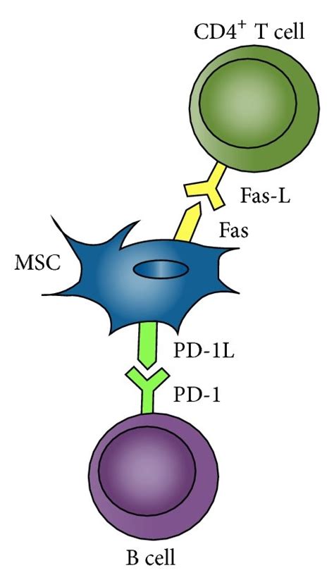 Mechanism Of Msc Modulation Of Immune Cells A Direct Cell Cell