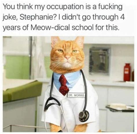 Memes About Being A Vet Silly Memes Funny Cats Funny Pictures