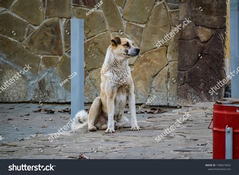 Simple Guard Dog Guarding Halfbreed Mixed Stock Photo 1398073832