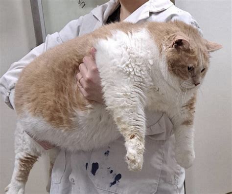 비만 고양이
