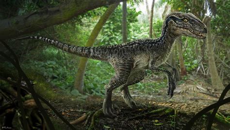 Pax Jurassico Velociraptor
