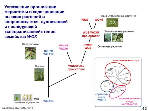 Генетика развития растений. Меристемы растений - презентация онлайн