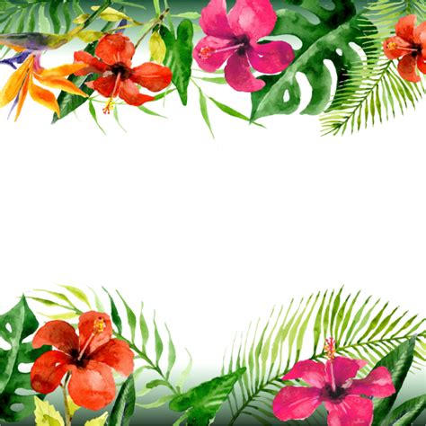 Tropical Border Png Png Image Collection